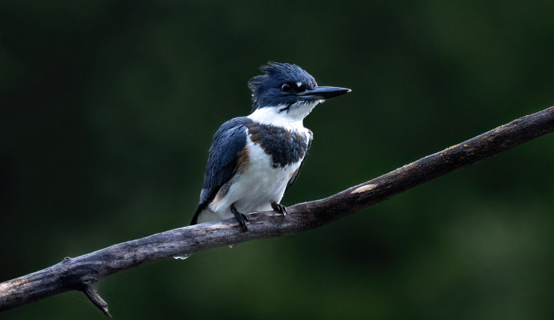 CRD Kingfisher 82722 II copy.jpg