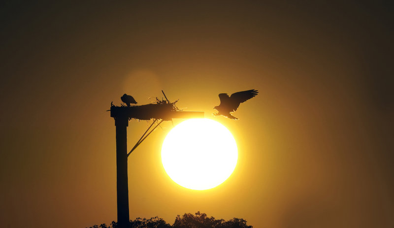 Sunrise on the Osprey nest copy.jpg