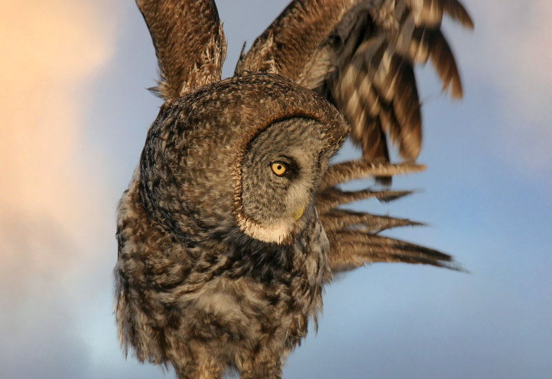 Look Out Mr Vole.jpg