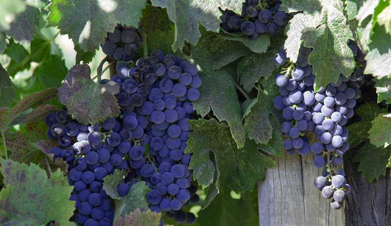 Grapes on the Vine.jpg