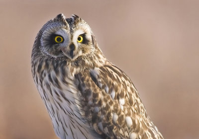 short_eared_owls