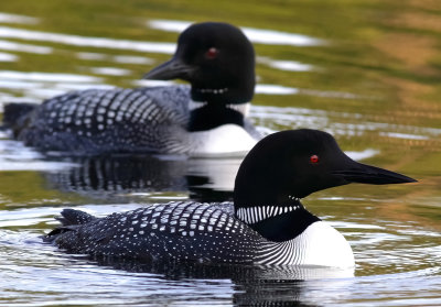 Loons of Itasca State Park