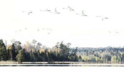 Migrating swans in fog copy.jpg