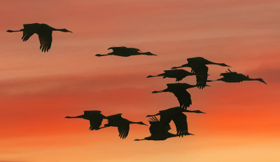 Sandhill Cranes-Sherburne National Wildlife Refuge