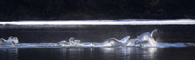 Swans of Monticello