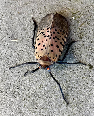 Spotted Lantern fly