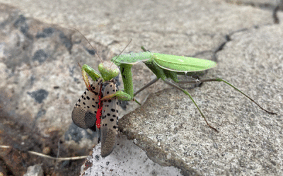 spotted   lantern fly