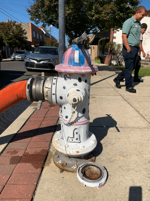 hosing a Dalmatian