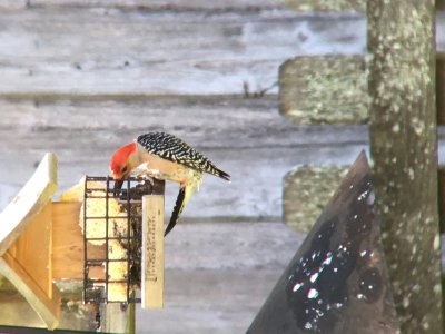 Red Bellied Woodpecker