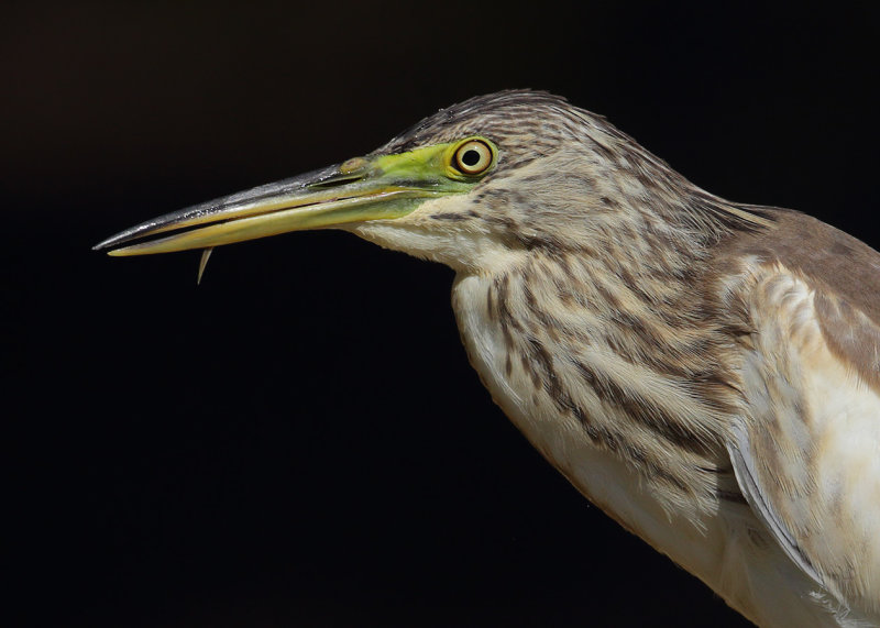 Squacco heron (ardeola ralloides), Rojales, Spain, October 2020