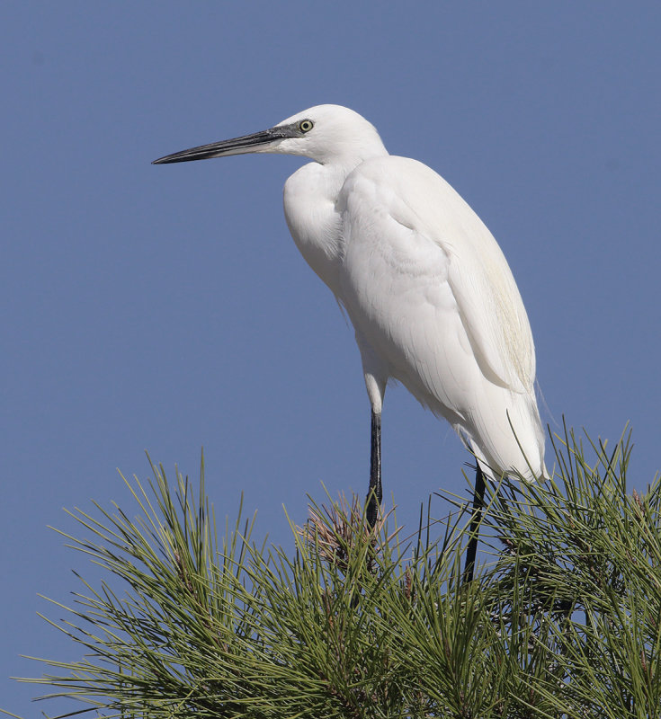 Little egret (egretta garzetta), Rojales, Spain, October 2020