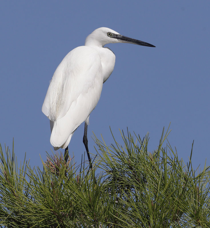 Little egret (egretta garzetta), Rojales, Spain, October 2020