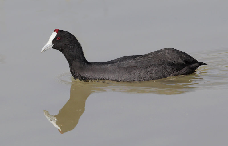 Red-knobbed coot (fulica cristata), El Fondo, Spain, October 2020