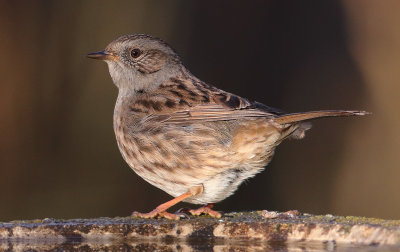 Hedge sparrow, Spaldwick, UK, December 2019