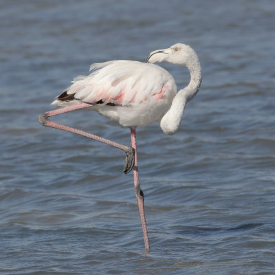 Greater flamingo (phoenicopterus roseus), La Marina, Spain, October 2020 