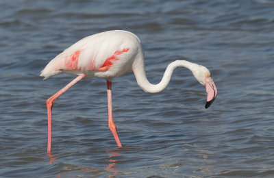 Greater flamingo (phoenicopterus roseus), La Marina, Spain, October 2020 