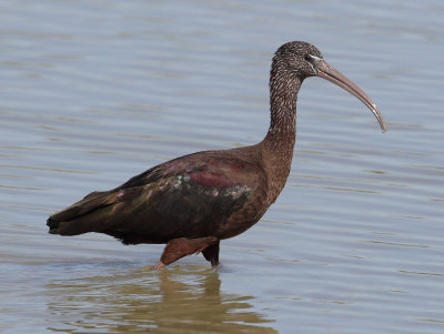 Glossy ibis (plegadis falcinellus), San Felipe Neri, Spain, October 2020