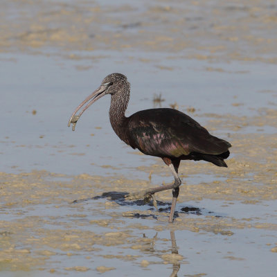 Glossy ibis (plegadis falcinellus), San Felipe Neri, Spain, October 2020