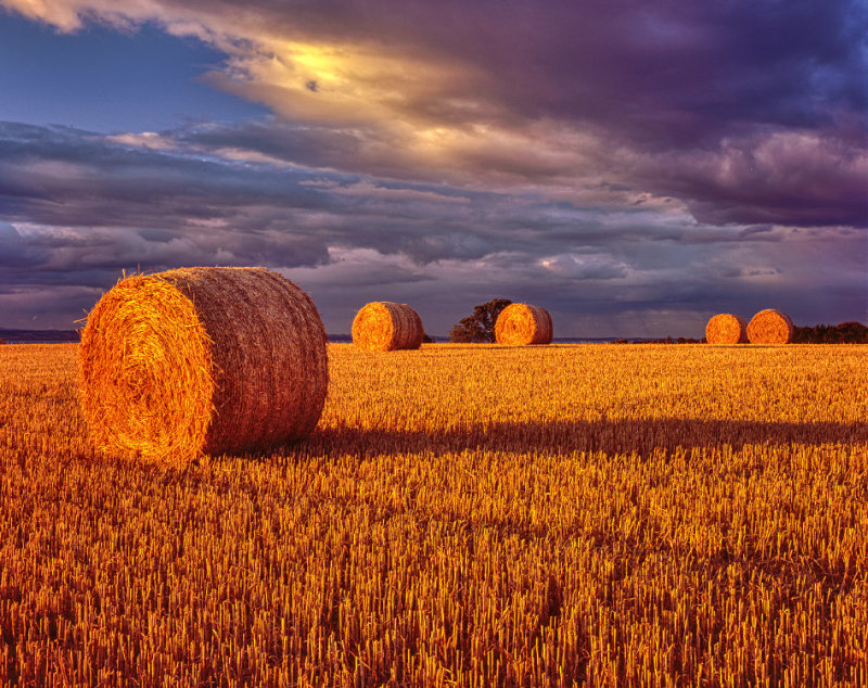 Straw Bales Near St Andrews