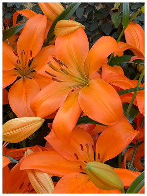 Orange lilies LWG