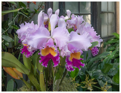 Orchid - Cattleya trianae