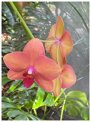 Fairchild Gardens Orchid 2.jpg