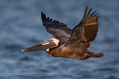 Brown Pelican