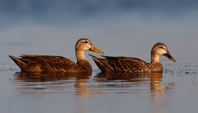 Mottled Duck