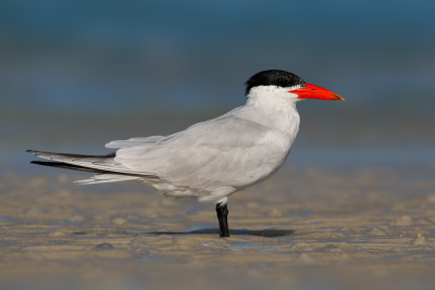 Caspian Tern