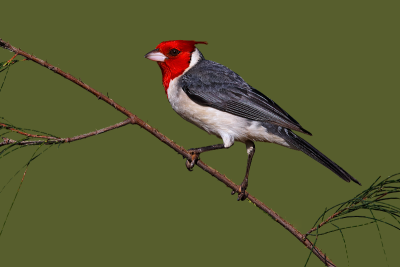 Red-crested Cardinal 