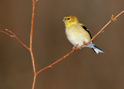 American Goldfinch