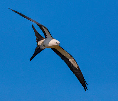 Swallow-tailed Kite