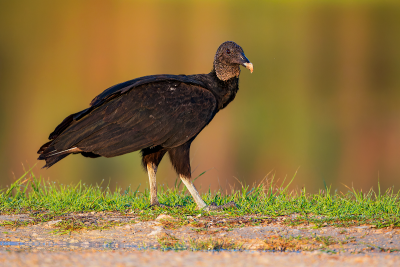 Black Vulture