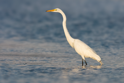 Great Egret
