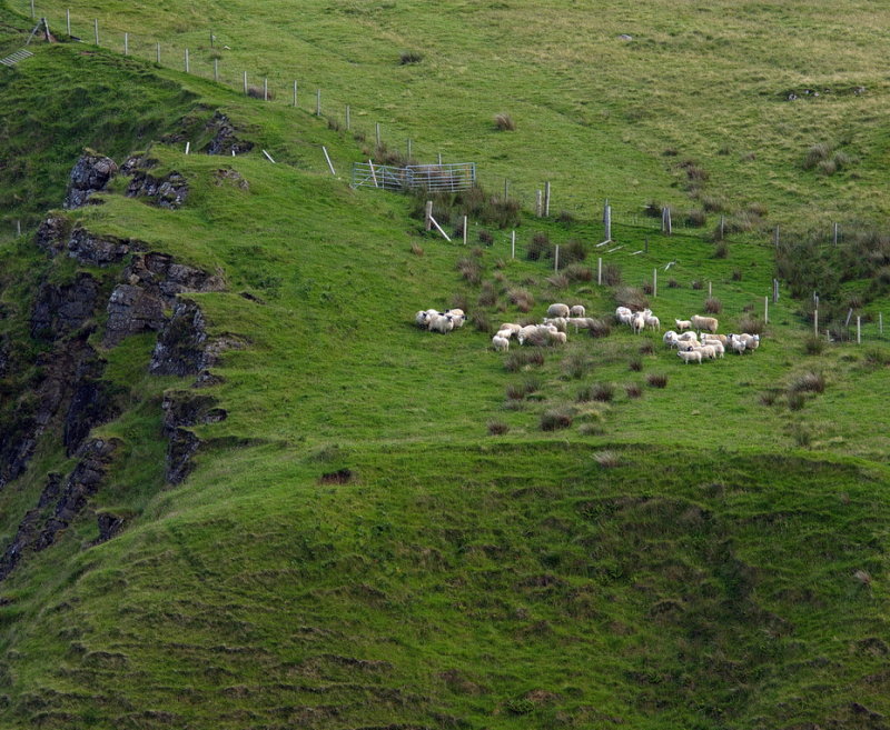 Sheep