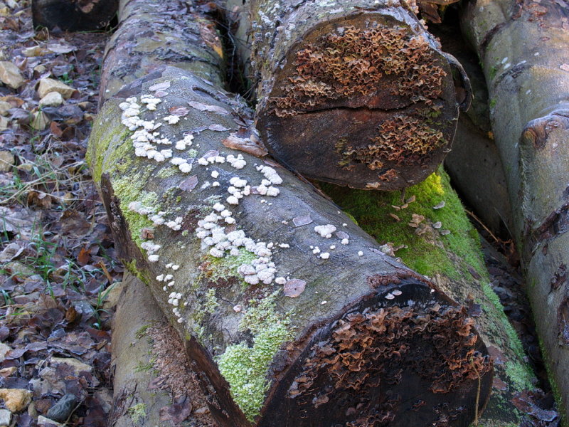 Frozen fungi on old logs