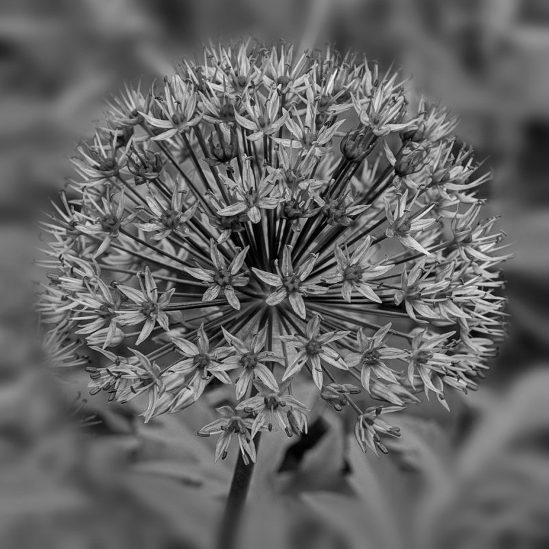 Allium