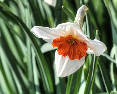 Two coloured daffodil