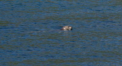 Seal in Kyle Rhea