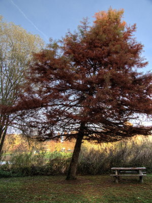 A leaning tree 