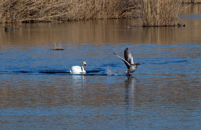 Swan chasing a goose