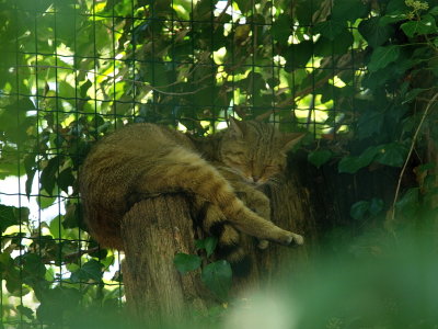 Sleepy wild forest cat