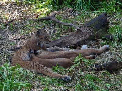 Mama Lynx with Babies