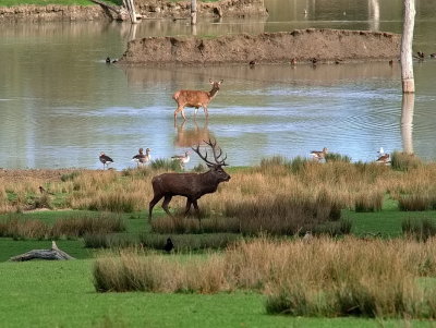 Bellowing stag at the lake