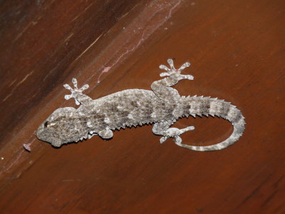Hemidactylus turcicus, Turkish gecko