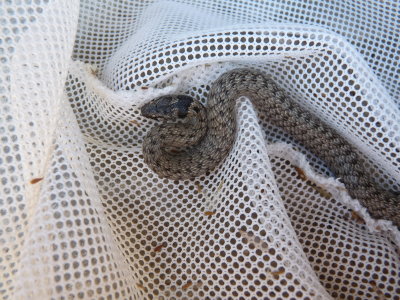 Natrix natrix, Grass snake