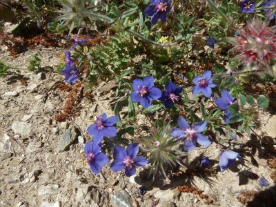 Anagallis monelli