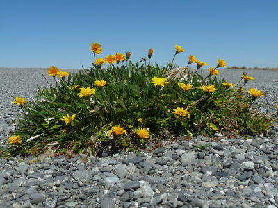 flowering pebbles