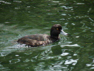 Aythya novaeseelandiae, New Zealand Scaup