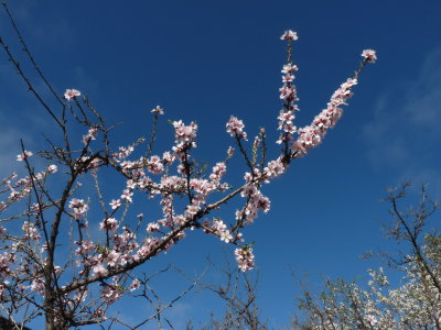 almond flowering